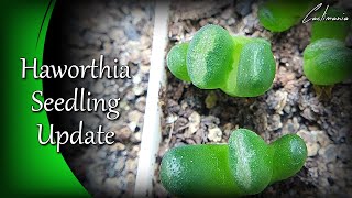 Haworthia Seedling Update from Sandys Succulent Garden [upl. by Perot]