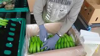 Empaque de banano para exportación [upl. by Eninaej]