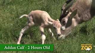 Addax Calf Born at Brookfield Zoo [upl. by Spratt]