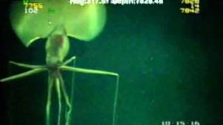 Magnapinna Squid Filmed at Drilling Site [upl. by Enimrej]