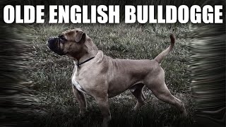 THE OLDE ENGLISH BULLDOGGE  A QUICK LOOK AT THE HISTORY AND BREED STANDARD UPDATED [upl. by Grewitz]