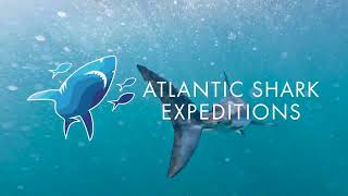 Cage Diving for Science with Atlantic Shark Expeditions [upl. by Rett62]