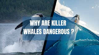 Why Are Killer Whales Dangerous  Killers of the Ocean  Frma Informative [upl. by Anitrebla]