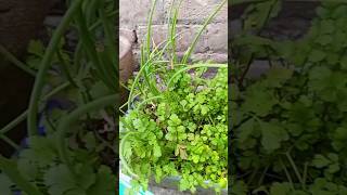 Coriander planting at home ☘️ Chives planting at home [upl. by Aimas]