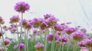 How to Grow Thrift Armeria [upl. by Eillac]