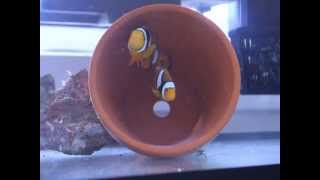 Breeding Clownfish  My First Attempt True Percula [upl. by Aicil197]