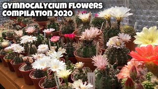 Gymnocalycium Flowers cactus plant in my collection  Gymno blooms  Cactus Flower  2020 [upl. by Nole]