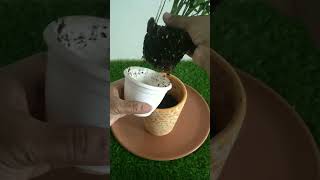 Repotting Tabletop Areca Palm Plant 🌿shorts shortsfeed youtubeshorts ytshorts [upl. by Cindie]