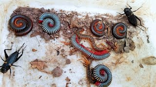 Hunt for giant centipede meet unique millipedes and crickets  insects life [upl. by Airasor]