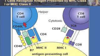 T Cell Activation and Control [upl. by Kama]