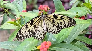 Bornholm Butterfly Park 🦋🦋🦋 [upl. by Eimmak]