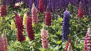 Faire refleurir lupins et delphiniums [upl. by Enerahs]