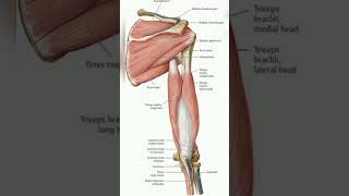 Upper limb muscle anatomy [upl. by Esened806]