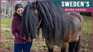 Equestrian Rides the North Swedish Horse in Sweden [upl. by Deden825]