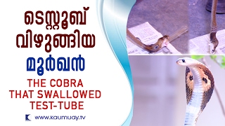 The Cobra that swallowed testtube  Snake Master  Kaumudy TV [upl. by Ecnahc]