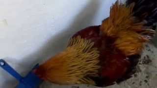 Presentation de mes poules partie 1 poule brahma [upl. by Agle]