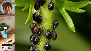 Combattez les pucerons  solutions efficaces pour éliminer les parasites des plantes dintérieur [upl. by Hortensa301]