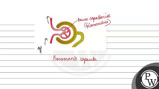 Ultrafiltration occurs in a glomerulus when A hydrostatic pressure exceeds osmotic pressure [upl. by Shepherd]