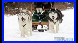 HUSKIES GO DOG SLEDDING  Oakley can Pull the Sled [upl. by Bubb]