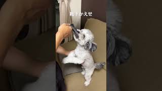 靴下返せって トイプードル 犬のいる生活 可愛い 癒し 愛犬 あたりまえ体操 はぐれメタル [upl. by Newra928]