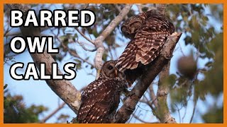 Barred Owl Calls [upl. by Cecilia138]