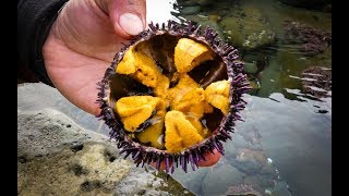 Catch and SUSHI Ep2 UNI Sea Urchin [upl. by Hope294]