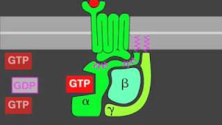 Gprotein signaling [upl. by Juetta]