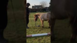 53 secs of me and popcorn being muppets 😌 You’re welcome 😂equestrian funny cute shetland fyp [upl. by Jill658]