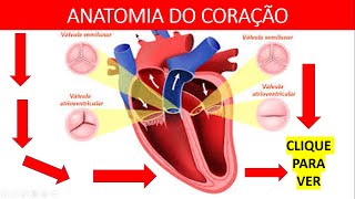 Anatomia do Coração  Aula de Anatomia Enfermagem [upl. by Aistek]