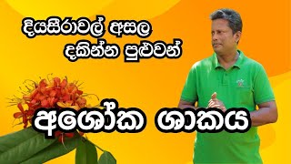 අශෝක ශාකය  Ashoka  Sobadam Piyasa [upl. by Tallie113]