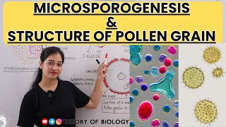 Microsporogenesis and Structure of Pollen GrainClass12Reproduction in flowering plantsNEET EXAM [upl. by Bahr]