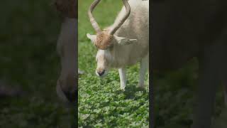 Interesting knowledge on Addax addax [upl. by Assyl]