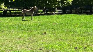 Fernances Creek Haflinger Horses and Events Creche Landing [upl. by Ayaj]