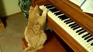 My Cat Playing the Piano [upl. by Anairad552]