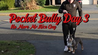 Training a Pocket Bully in 14 Days [upl. by Medarda918]