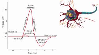 012 The Absolute and Relative Refractory Periods [upl. by Eward]