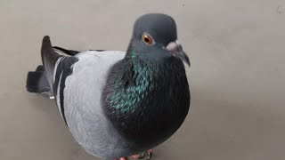 Pigeon Sound Effect Ultra High Quality [upl. by Booker]