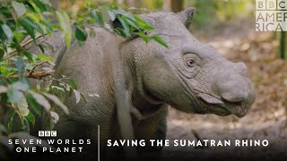 Saving The Sumatran Rhino  Seven Worlds One Planet  BBC America [upl. by Carie247]