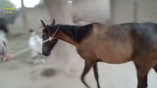 beautiful buffalo baby and horse first time in village life HD videos June 19 2024 [upl. by Hogan226]