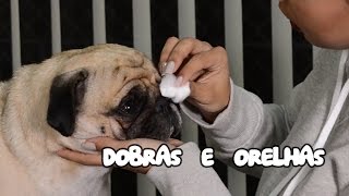 Limpeza Dobras e Ouvidos  Pug [upl. by Gnuoy]