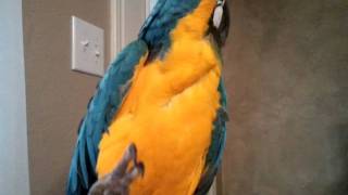 Mozart The Talking Macaw Parrot [upl. by Ettenyar]