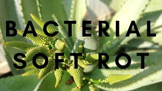 Aloe Vera Diseases  Bacterial Soft Rot [upl. by Steady]