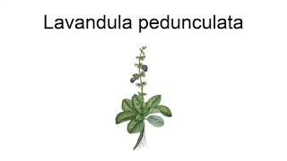 Lavandula Pedunculata [upl. by Annekcm]