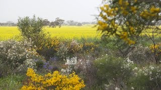 Destination WA  Wongan Hills [upl. by Hippel]