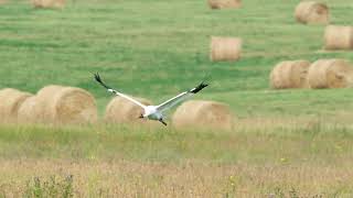 My first ever capture of a Whooping Crane Lifer [upl. by Ellehcyt]