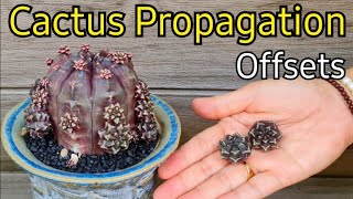 How To Propagate Cactus Offsets STEP By STEP Gymnocalycium Daydream Propagation [upl. by Nallek]