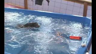 Clever Dogs at Unsinkable Dogs [upl. by Tumer]