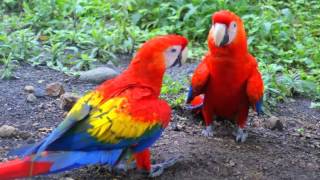 Guacamayo Macao o Guacamaya Macao Cantando Sonido para Llamar El Mejor [upl. by Asined]