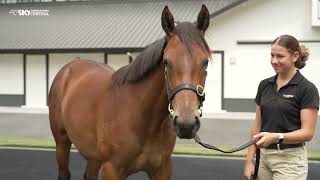 CAMBRIDGE STUD  2024 NZB YEARLING SALE PREVIEW [upl. by Dalston]