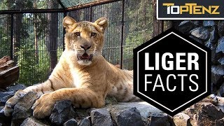 10 Interesting Facts About Ligers …and Yes They’re Real [upl. by Riba]